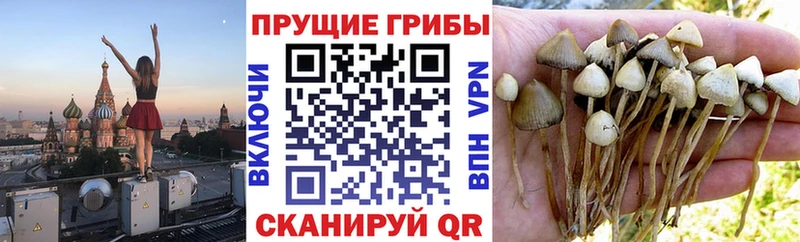 Псилоцибиновые грибы мухоморы  кракен ссылки  Черкесск 